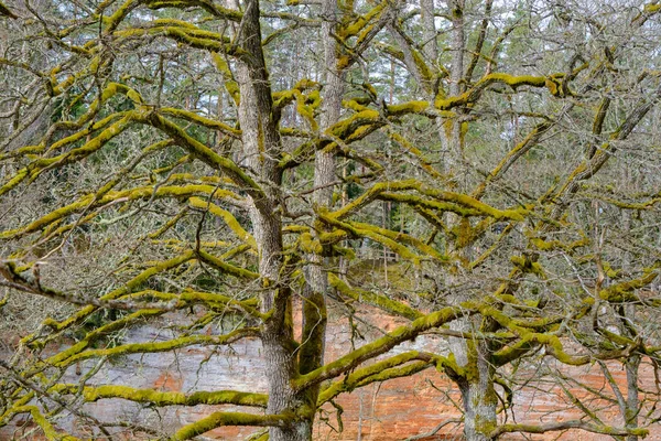 Líquen Verde Close Galho Árvore Doença Vegetal — Fotografia de Stock