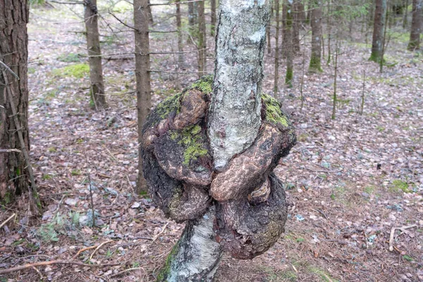 Parasitic Fungi Growths Birch Trunk Bulge Birch Close High Quality — Stock Photo, Image
