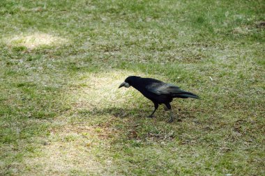 Yaygın kuzgun, aynı zamanda kuzey kuzgunu olarak da bilinir, tamamen siyah pas veren kuş. Kuzgun, Corvus cinsinin birkaç büyük gövdeli türünden biridir..