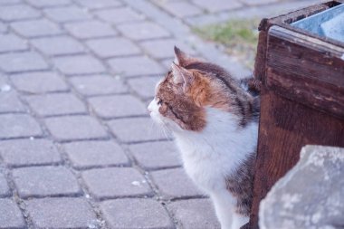 Beyaz benekli kedi, arka planda, bahçeye yakın..