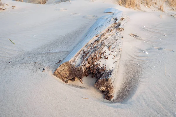 Kumsalda ağaç kütüğü