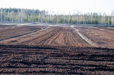 Turba yosunlu turba manzarası. Fotoğraf, sıcak ve bulutlu bir bahar gününde çekildi. Letonya.