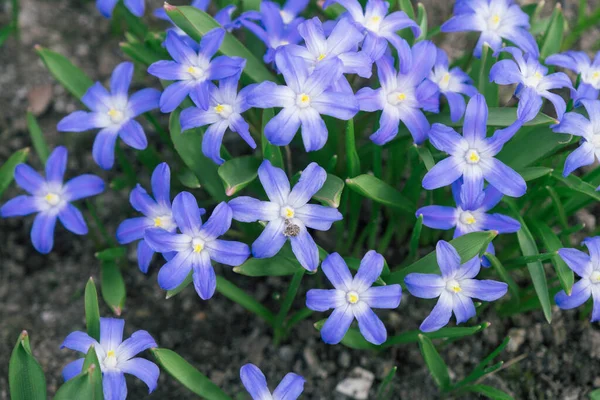 Glory-of-the-Snow also known as Chionodoxa forbesii is a blue star shape spring flower. Blurred background. Selective focus.
