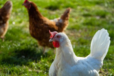 Yeşil çayır üzerinde sağlıklı, kahverengi ve beyaz organik tavuklar. Seçici keskinlik. Arka planda odak dışı birkaç tavuk var. Atmosferik ışık, akşam ışığı.