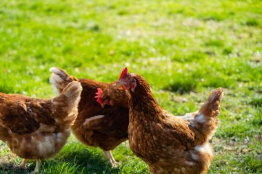 Yeşil bir çayırda sağlıklı kahverengi organik tavuklar. Seçici keskinlik. Arka planda odak dışı birkaç tavuk var. Atmosferik ışık, akşam ışığı