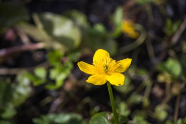 Letonya 'daki gölette bataklık kadife çiçeği Caltha Palustris. Caltha Palustris genellikle Kingcup ya da Marsh Marigold olarak bilinir Calthus Palustris Syn olarak da bilinir. Trollius Paluster Krause ailenin bir üyesidir..