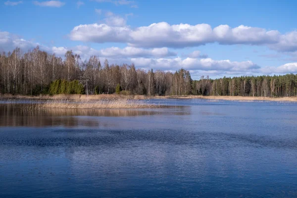 Gölü ve ormanı olan bahar manzarası. Letonya
