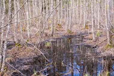 Çimenli bataklık gölü manzarası. Doku arka planı. Kapatın. Sloka Gölü yürüyüş yolu. Sloka Gölü, Letonya Kemeri Ulusal Parkı 'nda sisli bir günde