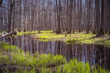 Bataklık turist yolu. Sloka Gölü 'nde bahar yürüyüşü. - Letonya. Manzara. Baltık. Yumuşak odak