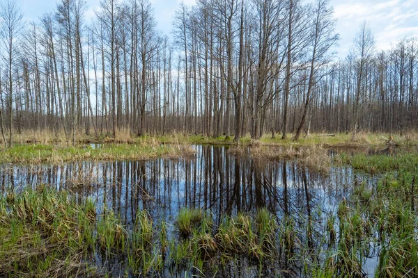 Swamp Tourist Trail Spring Sloka Lake Walking Trail Latvia Landscape — Stock Fotó