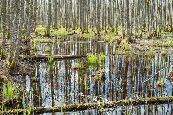 Swamp Tourist Trail Spring Sloka Lake Walking Trail Latvia Landscape — Stok fotoğraf