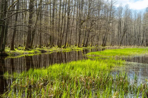 Swamp Tourist Trail Spring Sloka Lake Walking Trail Latvia Landscape — Stock Fotó