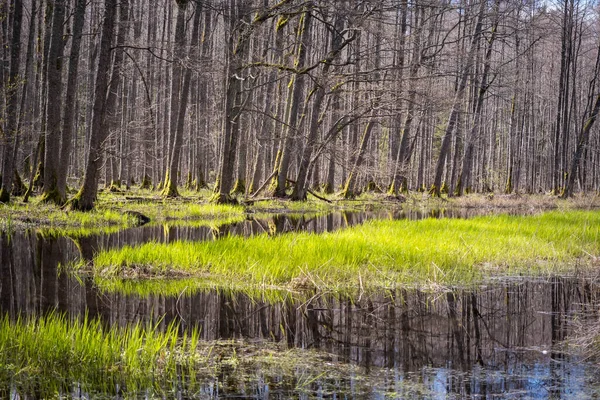 Swamp Tourist Trail Spring Sloka Lake Walking Trail Latvia Landscape — Stok fotoğraf