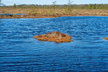 Bataklık manzarası küçük bataklık çam ağaçları, ot, yosun ve karanlık bataklık gölü.