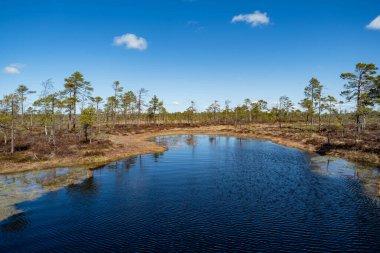 Bataklık manzarası küçük bataklık çam ağaçları, ot, yosun ve karanlık bataklık gölü.