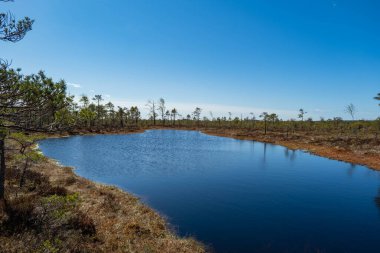 Bataklık manzarası küçük bataklık çam ağaçları, ot, yosun ve karanlık bataklık gölü.