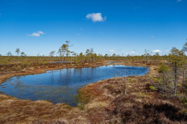 Spring landscape in the swamp. small swamp lakes, mosses and pines. small islands of swamp water. Spring marsch Landscape. Small Lake with Swamp Islands
