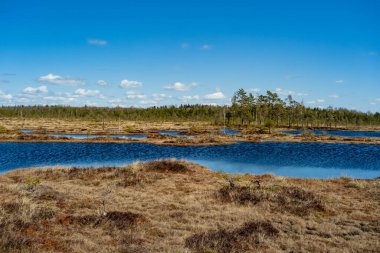 Spring landscape in the swamp. small swamp lakes, mosses and pines. small islands of swamp water. Spring marsch Landscape. Small Lake with Swamp Islands