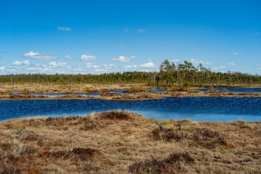 Spring landscape in the swamp. small swamp lakes, mosses and pines. small islands of swamp water. Spring marsch Landscape. Small Lake with Swamp Islands