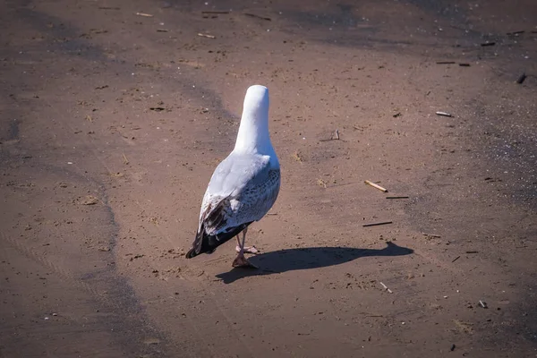 Young Seagull Looking Food Sea Low Tide Jurmala Latvia Sunny — Stok fotoğraf