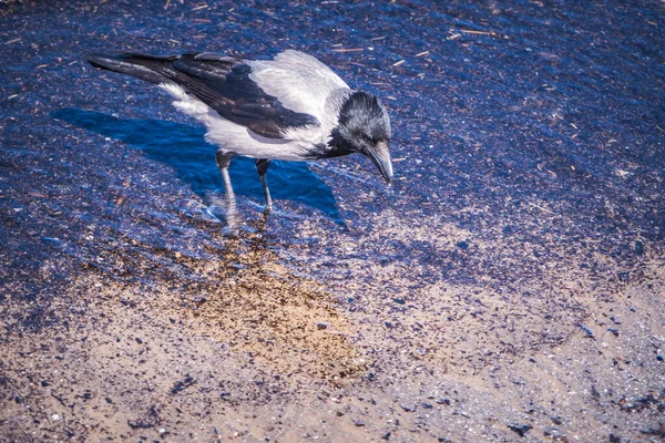 Hooded Crow Corvus Cornix Seaside Single Bird Standing Foam Side — стоковое фото