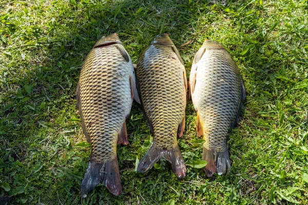 big fish carp in fish net background seafood Spring angling