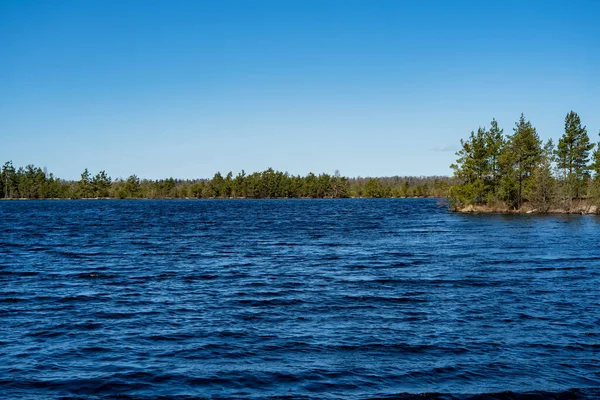 Bog Landscape Small Bog Pines Grass Moss Dark Bog Lake — Stock Photo, Image