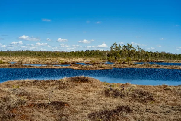 Wiosenny Krajobraz Bagnach Małe Jeziora Bagienne Mchy Sosny Małe Wyspy — Zdjęcie stockowe