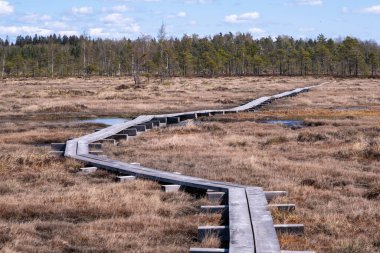 wooden walking trail in the swamp. trail turns.