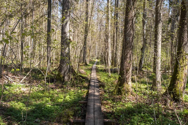 Wooden Walking Trail Woods Tourist Route —  Fotos de Stock