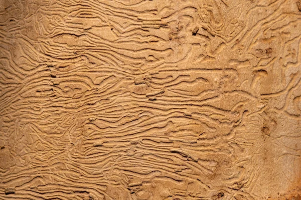 木の虫の影響を受けました 自然の斑状迷路で木の幹のテクスチャが損傷 クローズアップ — ストック写真