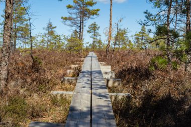 Nigula Rezerv Parkı 'nda bataklık. Mavi yansıma gölleri, beyaz bulutlar, tahta yaya köprüsü, yeşil ağaçlar ve mavi gökyüzü, Estonya.