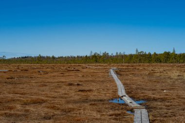 Nigula Rezerv Parkı 'nda bataklık. Mavi yansıma gölleri, beyaz bulutlar, tahta yaya köprüsü, yeşil ağaçlar ve mavi gökyüzü, Estonya.