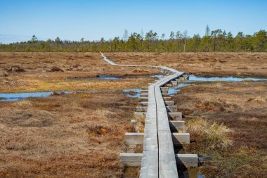 swamp in Nigula Reserve Park with blue reflection lakes, white clouds, wooden footbridge, green trees and blue sky, Estonia