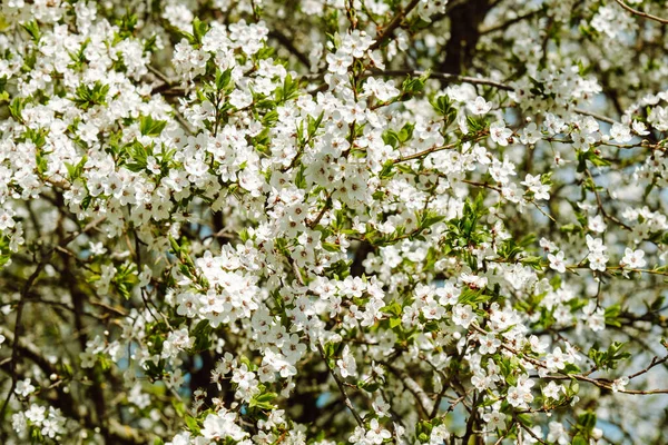 Flores Cerezo Blanco Una Hermosa Flor Florece Primavera Ciruela Blanca — Foto de Stock
