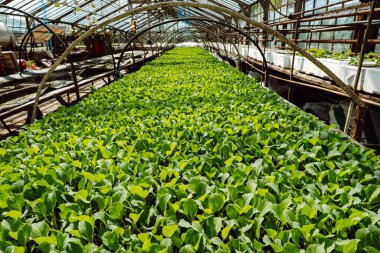 Yakın mesafedeki bir serada, kasetlerde lahana fidelerinin erken yetiştirilişi. Çekirdek bakımı, sulama ve gübreleme
