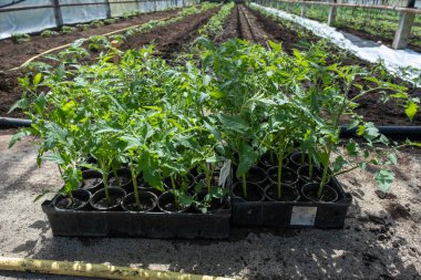 Domates tohumları kutulara kondu. Sera bitkileri, damlama sulama.