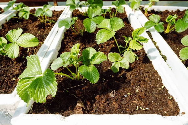 Strawberry seedlings in boxes and containers, prepared for transplanting to the beds in the garden. Spring, gardening, farming, growing and caring for plants, weeding, planting seedlings concept