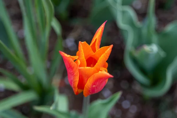 Tulipany Kwiatowe Tło Piękny Widok Tulipany — Zdjęcie stockowe