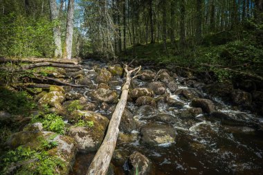 Yeşil ormanın derinliklerinde küçük bir nehir. Dağların kırsal kesiminin harika bahar manzarası. Orman ve kayalık kıyılar arasında berrak su