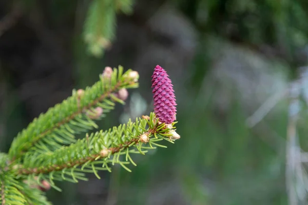 Beautiful Blooming Spruce Branches Red Cones — Φωτογραφία Αρχείου