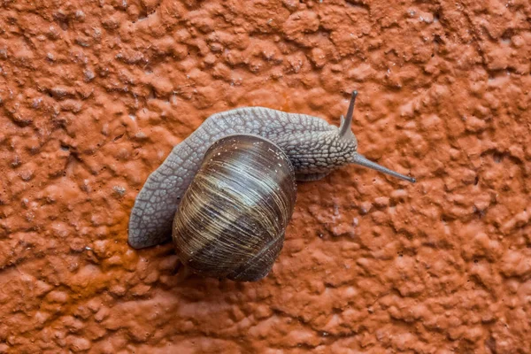 Escargot Rampe Sur Mur Maison Poreux Orange — Photo