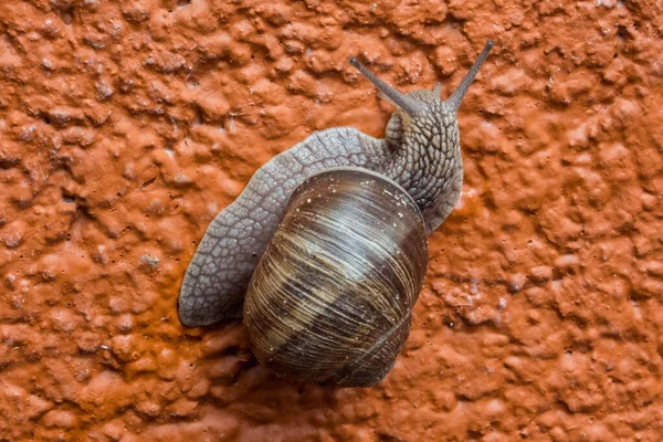 Caracol Rasteja Uma Parede Casa Porosa Laranja — Fotografia de Stock