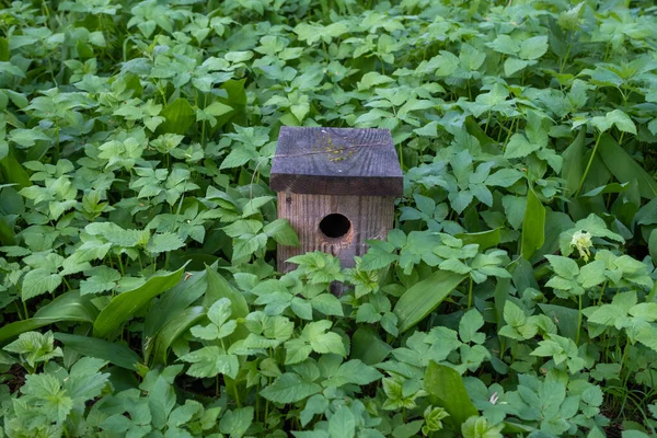 Caído Pájaro Madera Casa Hierba Verde Casas Estornino — Foto de Stock