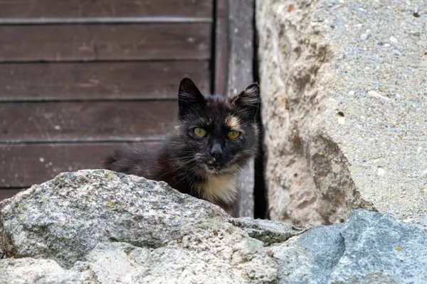 Harika bir üç renkli kedi güvenli bir mesafeye tırmanıp çevreyi izledi..