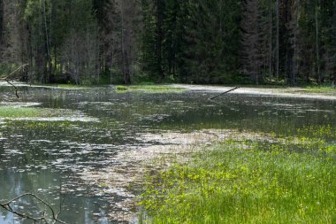 Parkta yeşil çimenler ve çalılarla kaplı küçük bir göl. Ekoloji Kentsel