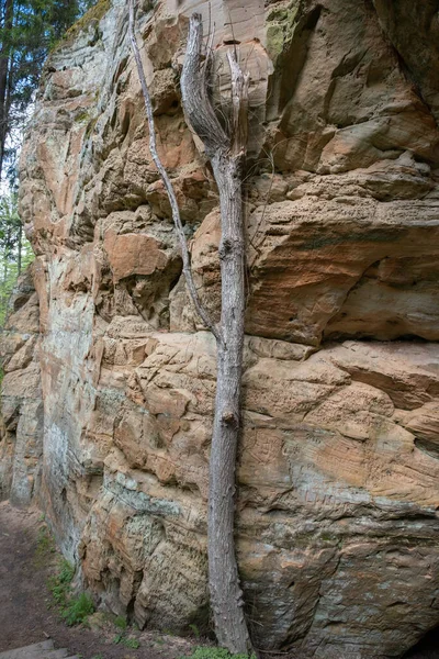砂岩の崖は長さ約1キロメートルあり ゴージャ川の原生谷の左側に位置している ラトビア — ストック写真