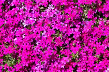 Arka planda bir sürü küçük mor feniks çiçeği var. Yukarıdan görüntüle.