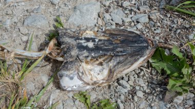 Ölü bir turna balığının kafası denizin kenarında yerde yatıyor.