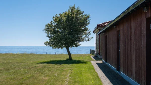 Blooming apple tree on a hill above the sea and home